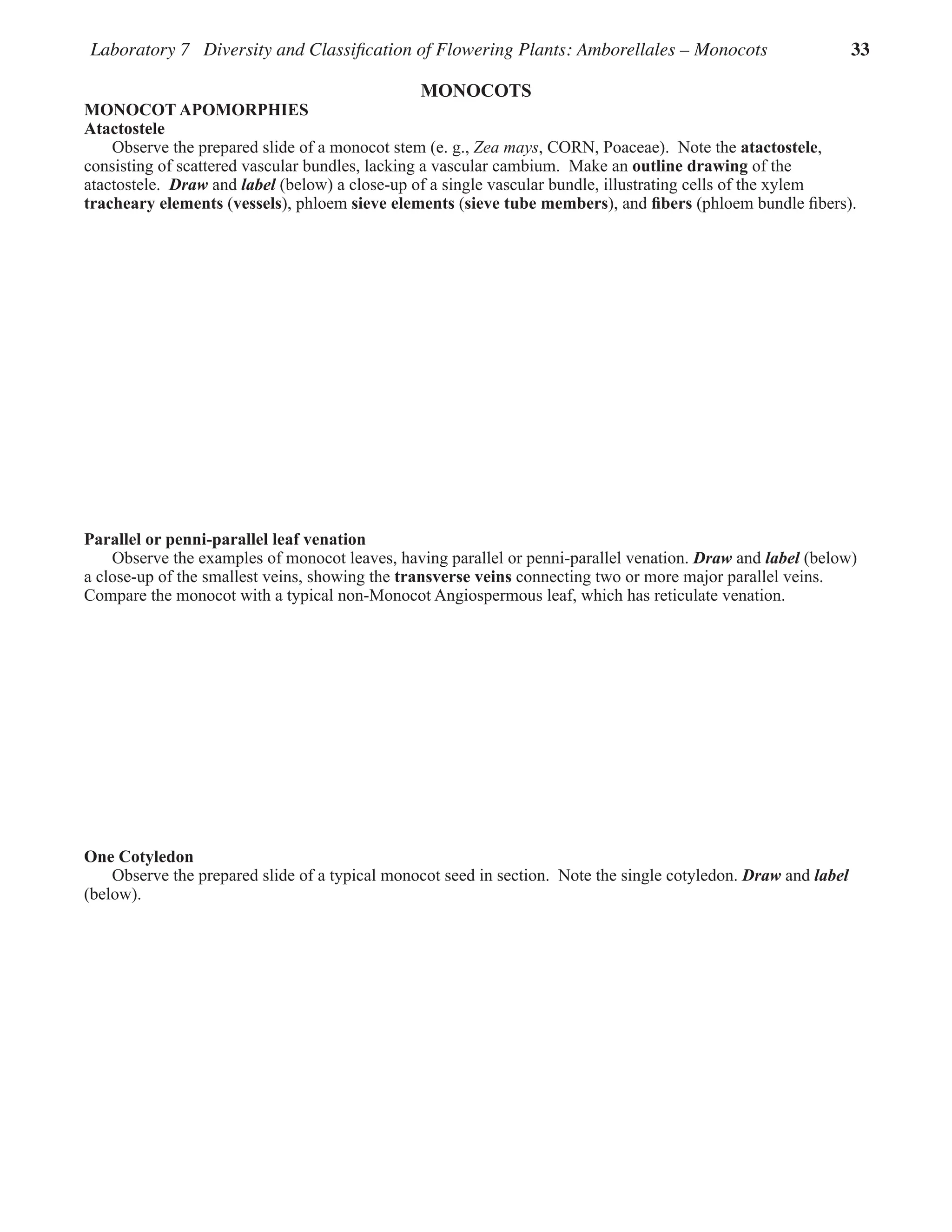 Laboratory 7 Diversity and Classification of Flowering Plants: Amborellales – Monocots 33
MONOCOTS
MONOCOT APOMORPHIES
Atactostele
Observe the prepared slide of a monocot stem (e. g., Zea mays, Corn, Poaceae).  Note the atactostele,
consisting of scattered vascular bundles, lacking a vascular cambium.  Make an outline drawing of the
atactostele.  Draw and label (below) a close-up of a single vascular bundle, illustrating cells of the xylem
tracheary elements (vessels), phloem sieve elements (sieve tube members), and fibers (phloem bundle fibers).  
Parallel or penni-parallel leaf venation
Observe the examples of monocot leaves, having parallel or penni-parallel venation. Draw and label (below)
a close-up of the smallest veins, showing the transverse veins connecting two or more major parallel veins.  
Compare the monocot with a typical non-Monocot Angiospermous leaf, which has reticulate venation.  
One Cotyledon
Observe the prepared slide of a typical monocot seed in section.  Note the single cotyledon. Draw and label
(below).  
 