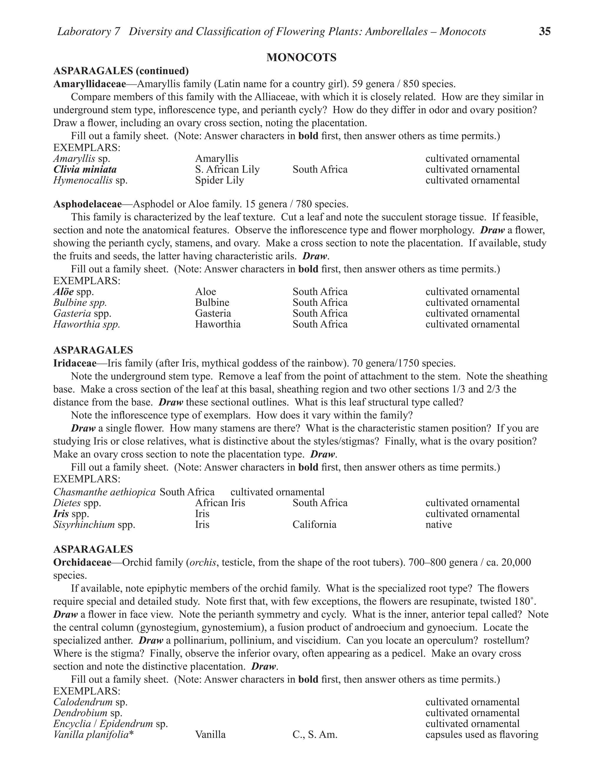 Laboratory 7 Diversity and Classification of Flowering Plants: Amborellales – Monocots 35
MONOCOTS
ASPARAGALES (continued)
Amaryllidaceae—Amaryllis family (Latin name for a country girl). 59 genera / 850 species.
Compare members of this family with the Alliaceae, with which it is closely related.  How are they similar in
underground stem type, inflorescence type, and perianth cycly?  How do they differ in odor and ovary position?  
Draw a flower, including an ovary cross section, noting the placentation.  
Fill out a family sheet.  (Note: Answer characters in bold first, then answer others as time permits.)
EXEMPLARS:
Amaryllis sp. Amaryllis cultivated ornamental
Clivia miniata S. African Lily South Africa cultivated ornamental
Hymenocallis sp. Spider Lily cultivated ornamental
Asphodelaceae—Asphodel or Aloe family. 15 genera / 780 species.
This family is characterized by the leaf texture.  Cut a leaf and note the succulent storage tissue.  If feasible,
section and note the anatomical features.  Observe the inflorescence type and flower morphology.  Draw a flower,
showing the perianth cycly, stamens, and ovary.  Make a cross section to note the placentation.  If available, study
the fruits and seeds, the latter having characteristic arils.  Draw.  
Fill out a family sheet.  (Note: Answer characters in bold first, then answer others as time permits.)
EXEMPLARS:
Alöe spp. Aloe South Africa cultivated ornamental
Bulbine spp. Bulbine South Africa cultivated ornamental
Gasteria spp. Gasteria South Africa cultivated ornamental
Haworthia spp. Haworthia South Africa cultivated ornamental
ASPARAGALES
Iridaceae—Iris family (after Iris, mythical goddess of the rainbow). 70 genera/1750 species.
Note the underground stem type.  Remove a leaf from the point of attachment to the stem.  Note the sheathing
base.  Make a cross section of the leaf at this basal, sheathing region and two other sections 1/3 and 2/3 the
distance from the base.  Draw these sectional outlines.  What is this leaf structural type called?  
Note the inflorescence type of exemplars.  How does it vary within the family?  
Draw a single flower.  How many stamens are there?  What is the characteristic stamen position?  If you are
studying Iris or close relatives, what is distinctive about the styles/stigmas?  Finally, what is the ovary position?  
Make an ovary cross section to note the placentation type.  Draw.  
Fill out a family sheet.  (Note: Answer characters in bold first, then answer others as time permits.)
EXEMPLARS:
Chasmanthe aethiopica South Africa cultivated ornamental
Dietes spp. African Iris South Africa cultivated ornamental
Iris spp. Iris cultivated ornamental
Sisyrhinchium spp. Iris California native
ASPARAGALES
Orchidaceae—Orchid family (orchis, testicle, from the shape of the root tubers). 700–800 genera / ca. 20,000
species.
If available, note epiphytic members of the orchid family.  What is the specialized root type?  The flowers
require special and detailed study.  Note first that, with few exceptions, the flowers are resupinate, twisted 180˚.  
Draw a flower in face view.  Note the perianth symmetry and cycly.  What is the inner, anterior tepal called?  Note
the central column (gynostegium, gynostemium), a fusion product of androecium and gynoecium.  Locate the
specialized anther.  Draw a pollinarium, pollinium, and viscidium.  Can you locate an operculum?  rostellum?  
Where is the stigma?  Finally, observe the inferior ovary, often appearing as a pedicel.  Make an ovary cross
section and note the distinctive placentation.  Draw.  
Fill out a family sheet.  (Note: Answer characters in bold first, then answer others as time permits.)
EXEMPLARS:
Calodendrum sp. cultivated ornamental
Dendrobium sp. cultivated ornamental
Encyclia / Epidendrum sp. cultivated ornamental
Vanilla planifolia* Vanilla C., S. Am. capsules used as flavoring
 