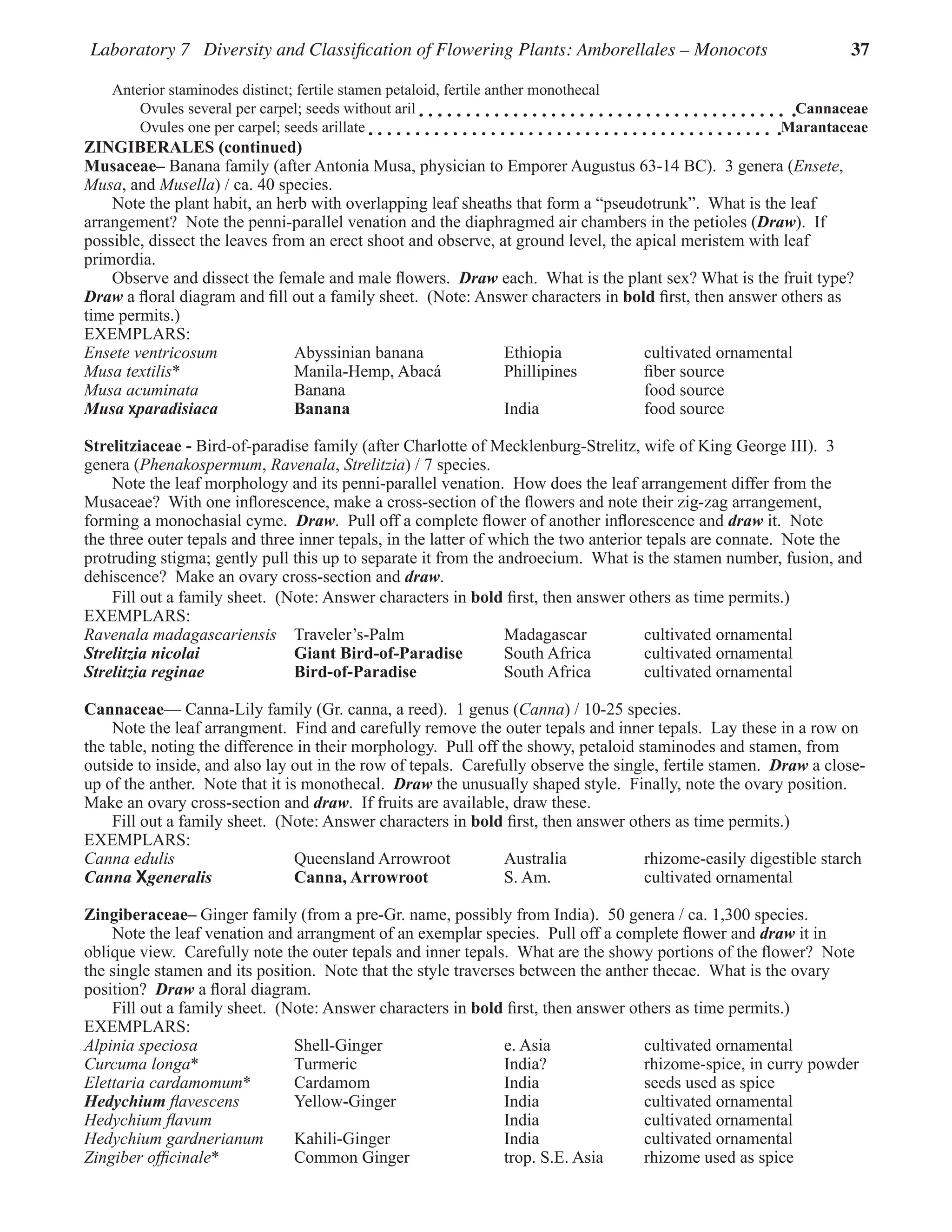 Laboratory 7 Diversity and Classification of Flowering Plants: Amborellales – Monocots 37
Anterior staminodes distinct; fertile stamen petaloid, fertile anther monothecal
Ovules several per carpel; seeds without aril Cannaceae
Ovules one per carpel; seeds arillate Marantaceae
ZINGIBERALES (continued)
Musaceae– Banana family (after Antonia Musa, physician to Emporer Augustus 63-14 BC).  3 genera (Ensete,
Musa, and Musella) / ca. 40 species.
Note the plant habit, an herb with overlapping leaf sheaths that form a “pseudotrunk”.  What is the leaf
arrangement?  Note the penni-parallel venation and the diaphragmed air chambers in the petioles (Draw).  If
possible, dissect the leaves from an erect shoot and observe, at ground level, the apical meristem with leaf
primordia.  
Observe and dissect the female and male flowers.  Draw each.  What is the plant sex? What is the fruit type?  
Draw a floral diagram and fill out a family sheet.  (Note: Answer characters in bold first, then answer others as
time permits.)
EXEMPLARS:
Ensete ventricosum Abyssinian banana Ethiopia cultivated ornamental
Musa textilis* Manila-Hemp, Abacá Phillipines fiber source
Musa acuminata   Banana food source
Musa xparadisiaca Banana India food source
Strelitziaceae - Bird-of-paradise family (after Charlotte of Mecklenburg-Strelitz, wife of King George III).  3
genera (Phenakospermum, Ravenala, Strelitzia) / 7 species.
Note the leaf morphology and its penni-parallel venation.  How does the leaf arrangement differ from the
Musaceae?  With one inflorescence, make a cross-section of the flowers and note their zig-zag arrangement,
forming a monochasial cyme.  Draw.  Pull off a complete flower of another inflorescence and draw it.  Note
the three outer tepals and three inner tepals, in the latter of which the two anterior tepals are connate.  Note the
protruding stigma; gently pull this up to separate it from the androecium.  What is the stamen number, fusion, and
dehiscence?  Make an ovary cross-section and draw.  
Fill out a family sheet.  (Note: Answer characters in bold first, then answer others as time permits.)
EXEMPLARS:
Ravenala madagascariensis Traveler’s-Palm Madagascar cultivated ornamental
Strelitzia nicolai Giant Bird-of-Paradise South Africa cultivated ornamental
Strelitzia reginae Bird-of-Paradise South Africa cultivated ornamental
Cannaceae— Canna-Lily family (Gr. canna, a reed).  1 genus (Canna) / 10-25 species.
Note the leaf arrangment.  Find and carefully remove the outer tepals and inner tepals.  Lay these in a row on
the table, noting the difference in their morphology.  Pull off the showy, petaloid staminodes and stamen, from
outside to inside, and also lay out in the row of tepals.  Carefully observe the single, fertile stamen.  Draw a close-
up of the anther.  Note that it is monothecal.  Draw the unusually shaped style.  Finally, note the ovary position.  
Make an ovary cross-section and draw.  If fruits are available, draw these.  
Fill out a family sheet.  (Note: Answer characters in bold first, then answer others as time permits.)
EXEMPLARS:
Canna edulis Queensland Arrowroot Australia rhizome-easily digestible starch
Canna Xgeneralis Canna, Arrowroot S. Am. cultivated ornamental
Zingiberaceae– Ginger family (from a pre-Gr. name, possibly from India).  50 genera / ca. 1,300 species.
Note the leaf venation and arrangment of an exemplar species.  Pull off a complete flower and draw it in
oblique view.  Carefully note the outer tepals and inner tepals.  What are the showy portions of the flower?  Note
the single stamen and its position.  Note that the style traverses between the anther thecae.  What is the ovary
position?  Draw a floral diagram.  
Fill out a family sheet.  (Note: Answer characters in bold first, then answer others as time permits.)
EXEMPLARS:
Alpinia speciosa Shell-Ginger e. Asia cultivated ornamental
Curcuma longa* Turmeric India? rhizome-spice, in curry powder
Elettaria cardamomum* Cardamom India seeds used as spice
Hedychium flavescens Yellow-Ginger India cultivated ornamental
Hedychium flavum India cultivated ornamental
Hedychium gardnerianum Kahili-Ginger India cultivated ornamental
Zingiber officinale* Common Ginger trop. S.E. Asia rhizome used as spice
 