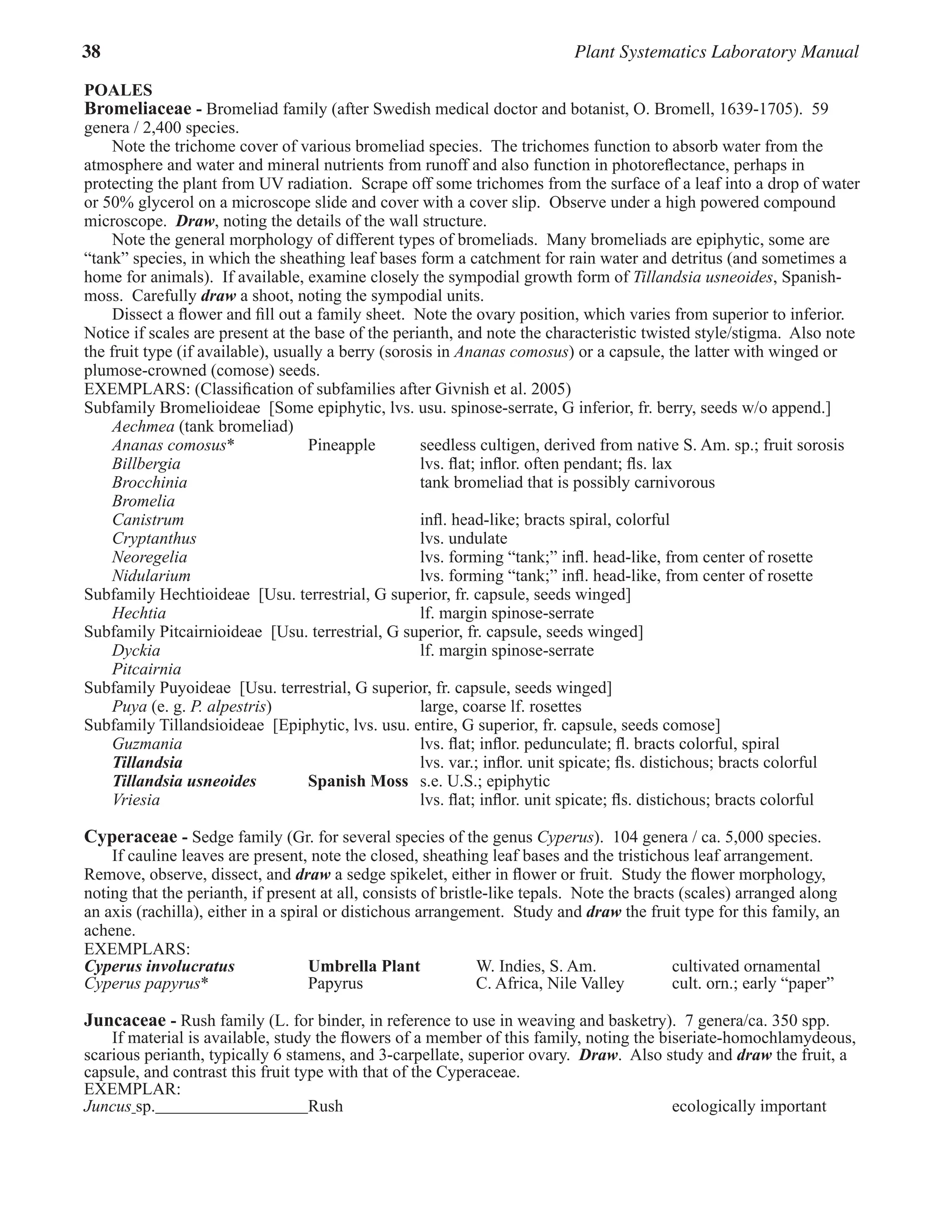 38 Plant Systematics Laboratory Manual
POALES
Bromeliaceae - Bromeliad family (after Swedish medical doctor and botanist, O. Bromell, 1639-1705).  59
genera / 2,400 species.
Note the trichome cover of various bromeliad species.  The trichomes function to absorb water from the
atmosphere and water and mineral nutrients from runoff and also function in photoreflectance, perhaps in
protecting the plant from UV radiation.  Scrape off some trichomes from the surface of a leaf into a drop of water
or 50% glycerol on a microscope slide and cover with a cover slip.  Observe under a high powered compound
microscope.  Draw, noting the details of the wall structure.  
Note the general morphology of different types of bromeliads.  Many bromeliads are epiphytic, some are
“tank” species, in which the sheathing leaf bases form a catchment for rain water and detritus (and sometimes a
home for animals).  If available, examine closely the sympodial growth form of Tillandsia usneoides, Spanish-
moss.  Carefully draw a shoot, noting the sympodial units.  
Dissect a flower and fill out a family sheet.  Note the ovary position, which varies from superior to inferior.  
Notice if scales are present at the base of the perianth, and note the characteristic twisted style/stigma.  Also note
the fruit type (if available), usually a berry (sorosis in Ananas comosus) or a capsule, the latter with winged or
plumose-crowned (comose) seeds.  
EXEMPLARS: (Classification of subfamilies after Givnish et al. 2005)
Subfamily Bromelioideae  [Some epiphytic, lvs. usu. spinose-serrate, G inferior, fr. berry, seeds w/o append.]
Aechmea (tank bromeliad)
Ananas comosus* Pineapple seedless cultigen, derived from native S. Am. sp.; fruit sorosis
Billbergia lvs. flat; inflor. often pendant; fls. lax
Brocchinia tank bromeliad that is possibly carnivorous
Bromelia
Canistrum infl. head-like; bracts spiral, colorful
Cryptanthus lvs. undulate
Neoregelia lvs. forming “tank;” infl. head-like, from center of rosette
Nidularium lvs. forming “tank;” infl. head-like, from center of rosette
Subfamily Hechtioideae  [Usu. terrestrial, G superior, fr. capsule, seeds winged]
Hechtia lf. margin spinose-serrate
Subfamily Pitcairnioideae  [Usu. terrestrial, G superior, fr. capsule, seeds winged]
Dyckia lf. margin spinose-serrate
Pitcairnia
Subfamily Puyoideae  [Usu. terrestrial, G superior, fr. capsule, seeds winged]
Puya (e. g. P. alpestris) large, coarse lf. rosettes
Subfamily Tillandsioideae  [Epiphytic, lvs. usu. entire, G superior, fr. capsule, seeds comose]
Guzmania lvs. flat; inflor. pedunculate; fl. bracts colorful, spiral
Tillandsia lvs. var.; inflor. unit spicate; fls. distichous; bracts colorful
Tillandsia usneoides Spanish Moss s.e. U.S.; epiphytic
Vriesia lvs. flat; inflor. unit spicate; fls. distichous; bracts colorful
Cyperaceae - Sedge family (Gr. for several species of the genus Cyperus).  104 genera / ca. 5,000 species.
If cauline leaves are present, note the closed, sheathing leaf bases and the tristichous leaf arrangement.  
Remove, observe, dissect, and draw a sedge spikelet, either in flower or fruit.  Study the flower morphology,
noting that the perianth, if present at all, consists of bristle-like tepals.  Note the bracts (scales) arranged along
an axis (rachilla), either in a spiral or distichous arrangement.  Study and draw the fruit type for this family, an
achene.  
EXEMPLARS:
Cyperus involucratus 	Umbrella Plant W. Indies, S. Am. cultivated ornamental
Cyperus papyrus* Papyrus C. Africa, Nile Valley cult. orn.; early “paper”
Juncaceae - Rush family (L. for binder, in reference to use in weaving and basketry).  7 genera/ca. 350 spp.
If material is available, study the flowers of a member of this family, noting the biseriate-homochlamydeous,
scarious perianth, typically 6 stamens, and 3-carpellate, superior ovary.  Draw.  Also study and draw the fruit, a
capsule, and contrast this fruit type with that of the Cyperaceae.  
EXEMPLAR:
Juncus sp. Rush ecologically important
 