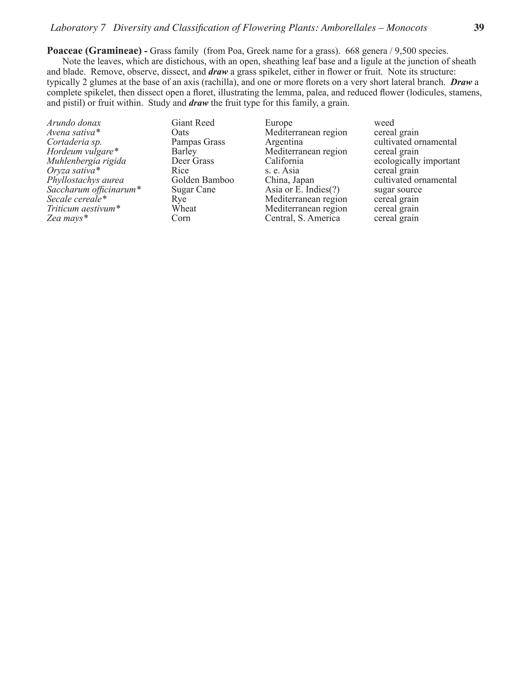 Laboratory 7 Diversity and Classification of Flowering Plants: Amborellales – Monocots 39
Poaceae (Gramineae) - Grass family  (from Poa, Greek name for a grass).  668 genera / 9,500 species.
Note the leaves, which are distichous, with an open, sheathing leaf base and a ligule at the junction of sheath
and blade.  Remove, observe, dissect, and draw a grass spikelet, either in flower or fruit.  Note its structure:  
typically 2 glumes at the base of an axis (rachilla), and one or more florets on a very short lateral branch.  Draw a
complete spikelet, then dissect open a floret, illustrating the lemma, palea, and reduced flower (lodicules, stamens,
and pistil) or fruit within.  Study and draw the fruit type for this family, a grain.  
Arundo donax Giant Reed Europe weed
Avena sativa* Oats Mediterranean region cereal grain
Cortaderia sp. Pampas Grass Argentina cultivated ornamental
Hordeum vulgare* Barley Mediterranean region cereal grain
Muhlenbergia rigida Deer Grass California ecologically important
Oryza sativa* Rice s. e. Asia cereal grain
Phyllostachys aurea Golden Bamboo China, Japan cultivated ornamental
Saccharum officinarum* Sugar Cane Asia or E. Indies(?) sugar source
Secale cereale* Rye Mediterranean region cereal grain
Triticum aestivum* Wheat Mediterranean region cereal grain
Zea mays* Corn Central, S. America cereal grain
 
