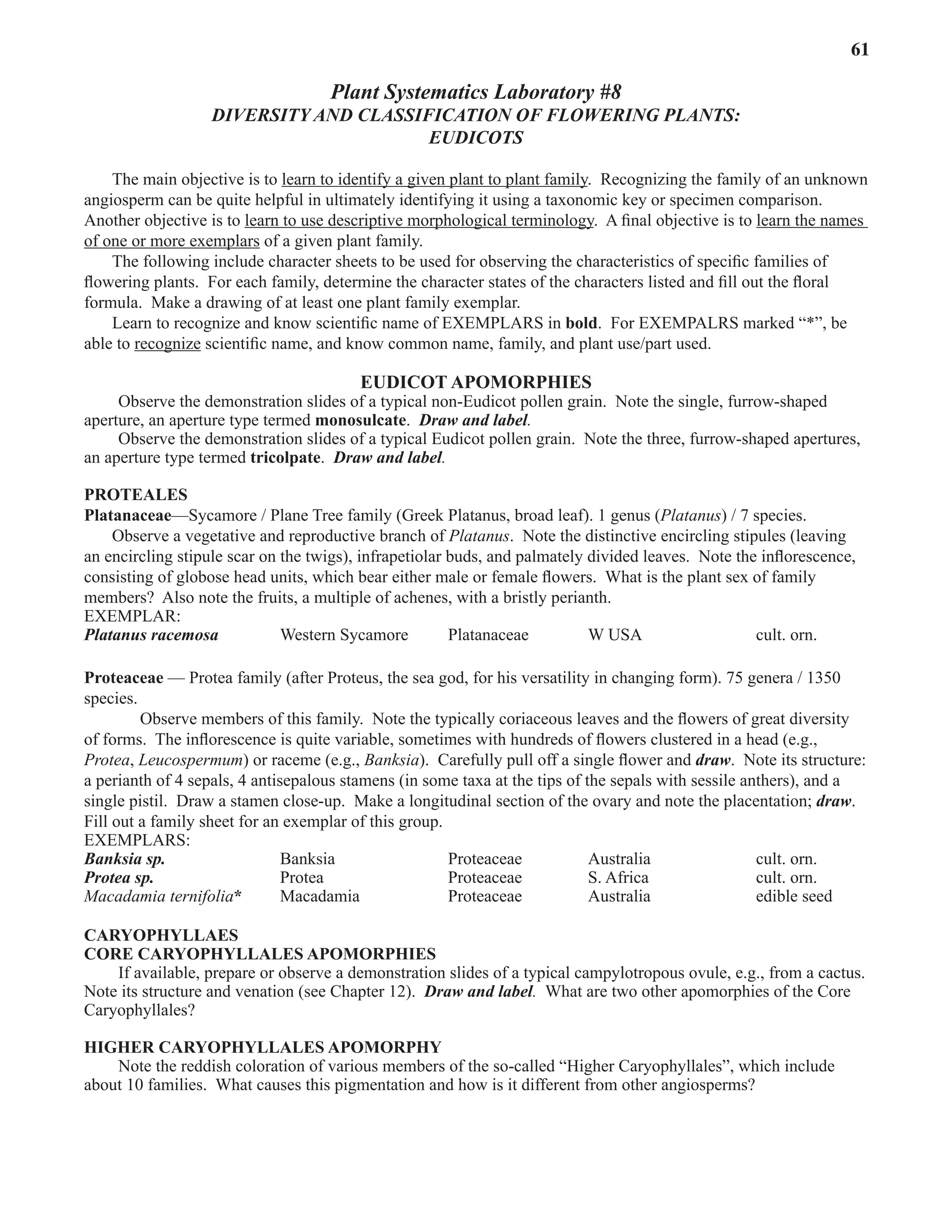 Laboratory 8 Diversity and Classification of Flowering Plants: Eudicots 61
Plant Systematics Laboratory #8
DIVERSITY AND CLASSIFICATION OF FLOWERING PLANTS:
EUDICOTS
The main objective is to learn to identify a given plant to plant family.  Recognizing the family of an unknown
angiosperm can be quite helpful in ultimately identifying it using a taxonomic key or specimen comparison.  
Another objective is to learn to use descriptive morphological terminology.  A final objective is to learn the names
of one or more exemplars of a given plant family.  
The following include character sheets to be used for observing the characteristics of specific families of
flowering plants.  For each family, determine the character states of the characters listed and fill out the floral
formula.  Make a drawing of at least one plant family exemplar.
Learn to recognize and know scientific name of EXEMPLARS in bold.  For EXEMPALRS marked “*”, be
able to recognize scientific name, and know common name, family, and plant use/part used.  
EUDICOT APOMORPHIES
Observe the demonstration slides of a typical non-Eudicot pollen grain.  Note the single, furrow-shaped
aperture, an aperture type termed monosulcate.  Draw and label.  
Observe the demonstration slides of a typical Eudicot pollen grain.  Note the three, furrow-shaped apertures,
an aperture type termed tricolpate.  Draw and label.  
PROTEALES
Platanaceae—Sycamore / Plane Tree family (Greek Platanus, broad leaf). 1 genus (Platanus) / 7 species.
Observe a vegetative and reproductive branch of Platanus.  Note the distinctive encircling stipules (leaving
an encircling stipule scar on the twigs), infrapetiolar buds, and palmately divided leaves.  Note the inflorescence,
consisting of globose head units, which bear either male or female flowers.  What is the plant sex of family
members?  Also note the fruits, a multiple of achenes, with a bristly perianth.
EXEMPLAR:
Platanus racemosa Western Sycamore Platanaceae W USA cult. orn.
Proteaceae — Protea family (after Proteus, the sea god, for his versatility in changing form). 75 genera / 1350
species.
Observe members of this family.  Note the typically coriaceous leaves and the flowers of great diversity
of forms.  The inflorescence is quite variable, sometimes with hundreds of flowers clustered in a head (e.g.,
Protea, Leucospermum) or raceme (e.g., Banksia).  Carefully pull off a single flower and draw.  Note its structure:
a perianth of 4 sepals, 4 antisepalous stamens (in some taxa at the tips of the sepals with sessile anthers), and a
single pistil.  Draw a stamen close-up.  Make a longitudinal section of the ovary and note the placentation; draw.  
Fill out a family sheet for an exemplar of this group.
EXEMPLARS:
Banksia sp. Banksia Proteaceae Australia cult. orn.
Protea sp. Protea Proteaceae S. Africa cult. orn.
Macadamia ternifolia* Macadamia Proteaceae Australia edible seed
CARYOPHYLLAES
CORE CARYOPHYLLALES APOMORPHIES
If available, prepare or observe a demonstration slides of a typical campylotropous ovule, e.g., from a cactus.  
Note its structure and venation (see Chapter 12).  Draw and label.  What are two other apomorphies of the Core
Caryophyllales?  
HIGHER CARYOPHYLLALES APOMORPHY
Note the reddish coloration of various members of the so-called “Higher Caryophyllales”, which include
about 10 families.  What causes this pigmentation and how is it different from other angiosperms?  
 