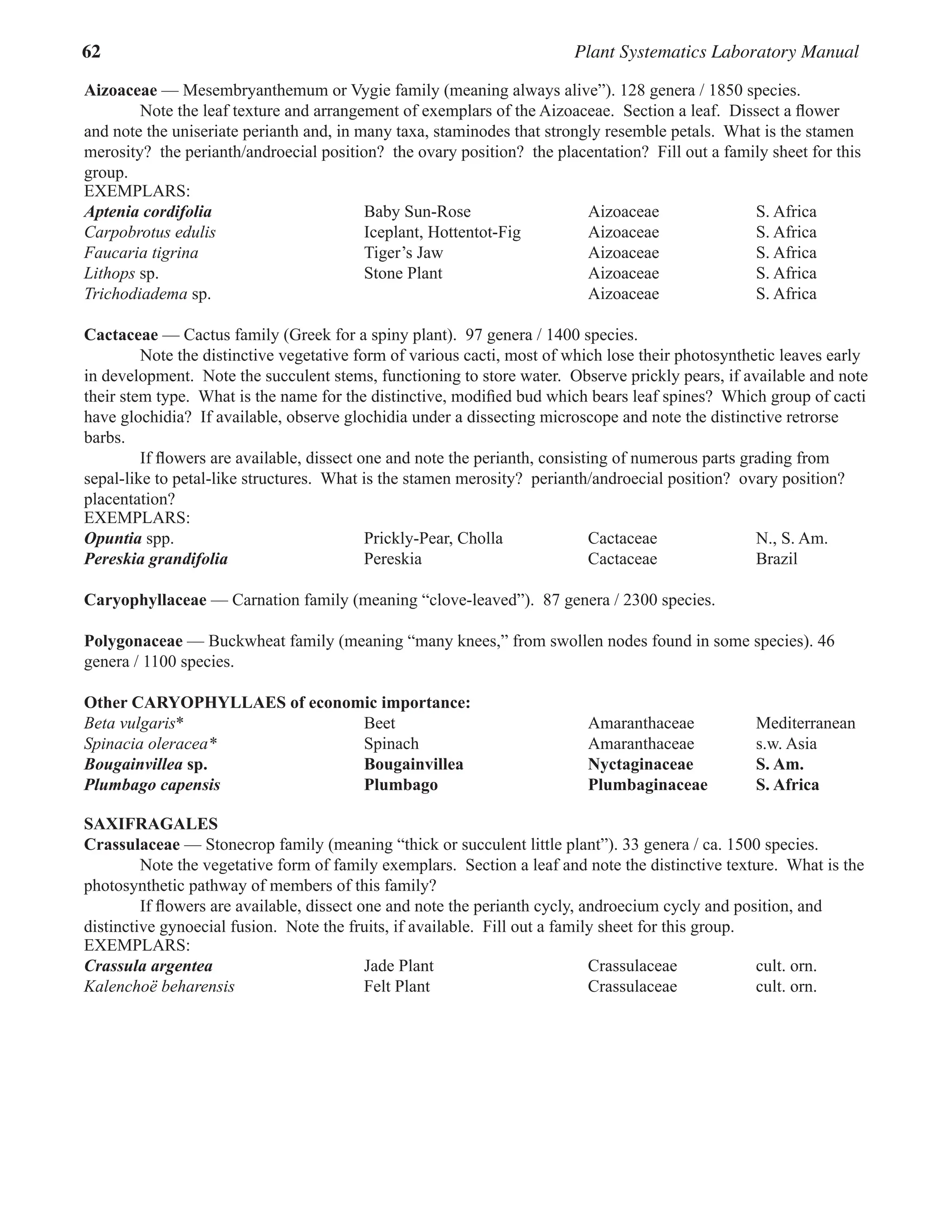 62 Plant Systematics Laboratory Manual
Aizoaceae — Mesembryanthemum or Vygie family (meaning always alive”). 128 genera / 1850 species.
Note the leaf texture and arrangement of exemplars of the Aizoaceae.  Section a leaf.  Dissect a flower
and note the uniseriate perianth and, in many taxa, staminodes that strongly resemble petals.  What is the stamen
merosity?  the perianth/androecial position?  the ovary position?  the placentation?  Fill out a family sheet for this
group.  
EXEMPLARS:
Aptenia cordifolia Baby Sun-Rose Aizoaceae S. Africa
Carpobrotus edulis Iceplant, Hottentot-Fig Aizoaceae S. Africa
Faucaria tigrina Tiger’s Jaw Aizoaceae S. Africa
Lithops sp. Stone Plant Aizoaceae S. Africa
Trichodiadema sp. Aizoaceae S. Africa
Cactaceae — Cactus family (Greek for a spiny plant).  97 genera / 1400 species.
Note the distinctive vegetative form of various cacti, most of which lose their photosynthetic leaves early
in development.  Note the succulent stems, functioning to store water.  Observe prickly pears, if available and note
their stem type.  What is the name for the distinctive, modified bud which bears leaf spines?  Which group of cacti
have glochidia?  If available, observe glochidia under a dissecting microscope and note the distinctive retrorse
barbs.  
If flowers are available, dissect one and note the perianth, consisting of numerous parts grading from
sepal-like to petal-like structures.  What is the stamen merosity?  perianth/androecial position?  ovary position?  
placentation?  
EXEMPLARS:
Opuntia spp. Prickly-Pear, Cholla Cactaceae N., S. Am.
Pereskia grandifolia Pereskia Cactaceae Brazil
Caryophyllaceae — Carnation family (meaning “clove-leaved”).  87 genera / 2300 species.
Polygonaceae — Buckwheat family (meaning “many knees,” from swollen nodes found in some species). 46
genera / 1100 species.
Other CARYOPHYLLAES of economic importance:
Beta vulgaris* Beet Amaranthaceae Mediterranean
Spinacia oleracea* Spinach Amaranthaceae s.w. Asia
Bougainvillea sp. Bougainvillea Nyctaginaceae S. Am.
Plumbago capensis Plumbago Plumbaginaceae S. Africa
SAXIFRAGALES
Crassulaceae — Stonecrop family (meaning “thick or succulent little plant”). 33 genera / ca. 1500 species.
Note the vegetative form of family exemplars.  Section a leaf and note the distinctive texture.  What is the
photosynthetic pathway of members of this family?  
If flowers are available, dissect one and note the perianth cycly, androecium cycly and position, and
distinctive gynoecial fusion.  Note the fruits, if available.  Fill out a family sheet for this group.  
EXEMPLARS:
Crassula argentea Jade Plant Crassulaceae cult. orn.
Kalenchoë beharensis Felt Plant Crassulaceae cult. orn.
 