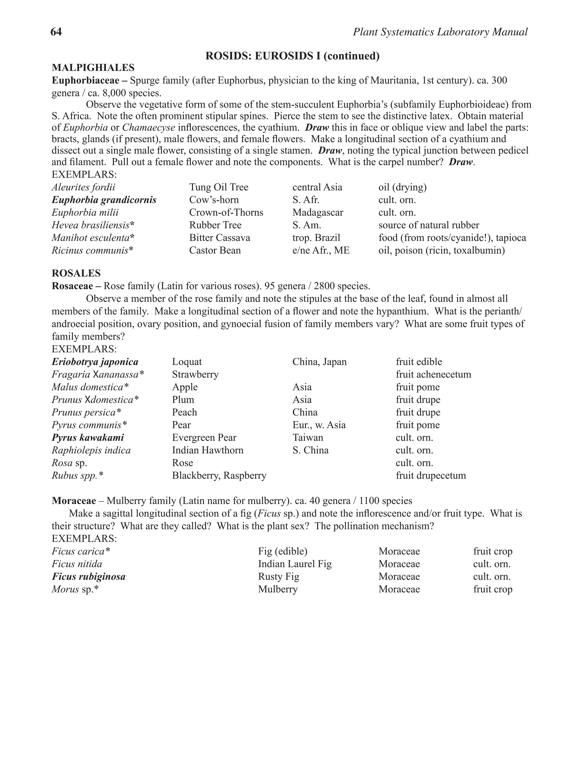 64 Plant Systematics Laboratory Manual
ROSIDS: Eurosids I (continued)
MALPIGHIALES
Euphorbiaceae – Spurge family (after Euphorbus, physician to the king of Mauritania, 1st century). ca. 300
genera / ca. 8,000 species.
Observe the vegetative form of some of the stem-succulent Euphorbia’s (subfamily Euphorbioideae) from
S. Africa.  Note the often prominent stipular spines.  Pierce the stem to see the distinctive latex.  Obtain material
of Euphorbia or Chamaecyse inflorescences, the cyathium.  Draw this in face or oblique view and label the parts:  
bracts, glands (if present), male flowers, and female flowers.  Make a longitudinal section of a cyathium and
dissect out a single male flower, consisting of a single stamen.  Draw, noting the typical junction between pedicel
and filament.  Pull out a female flower and note the components.  What is the carpel number?  Draw.  
EXEMPLARS:
Aleurites fordii   Tung Oil Tree central Asia oil (drying)
Euphorbia grandicornis Cow’s-horn S. Afr. cult. orn.
Euphorbia milii Crown-of-Thorns Madagascar cult. orn.
Hevea brasiliensis* Rubber Tree S. Am. source of natural rubber
Manihot esculenta* Bitter Cassava trop. Brazil food (from roots/cyanide!), tapioca
Ricinus communis* Castor Bean e/ne Afr., ME oil, poison (ricin, toxalbumin)
ROSALES
Rosaceae – Rose family (Latin for various roses). 95 genera / 2800 species.
Observe a member of the rose family and note the stipules at the base of the leaf, found in almost all
members of the family.  Make a longitudinal section of a flower and note the hypanthium.  What is the perianth/
androecial position, ovary position, and gynoecial fusion of family members vary?  What are some fruit types of
family members?  
EXEMPLARS:
Eriobotrya japonica Loquat China, Japan fruit edible
Fragaria Xananassa* Strawberry fruit achenecetum
Malus domestica* Apple Asia fruit pome
Prunus Xdomestica* Plum   Asia fruit drupe
Prunus persica* Peach   China fruit drupe
Pyrus communis* Pear Eur., w. Asia fruit pome
Pyrus kawakami Evergreen Pear Taiwan cult. orn.
Raphiolepis indica Indian Hawthorn S. China cult. orn.
Rosa sp. Rose cult. orn.
Rubus spp.* Blackberry, Raspberry fruit drupecetum
Moraceae – Mulberry family (Latin name for mulberry). ca. 40 genera / 1100 species
Make a sagittal longitudinal section of a fig (Ficus sp.) and note the inflorescence and/or fruit type.  What is
their structure?  What are they called?  What is the plant sex?  The pollination mechanism?  
EXEMPLARS:
Ficus carica* Fig (edible) Moraceae fruit crop
Ficus nitida Indian Laurel Fig Moraceae cult. orn.
Ficus rubiginosa Rusty Fig Moraceae cult. orn.
Morus sp.* Mulberry Moraceae fruit crop
 
