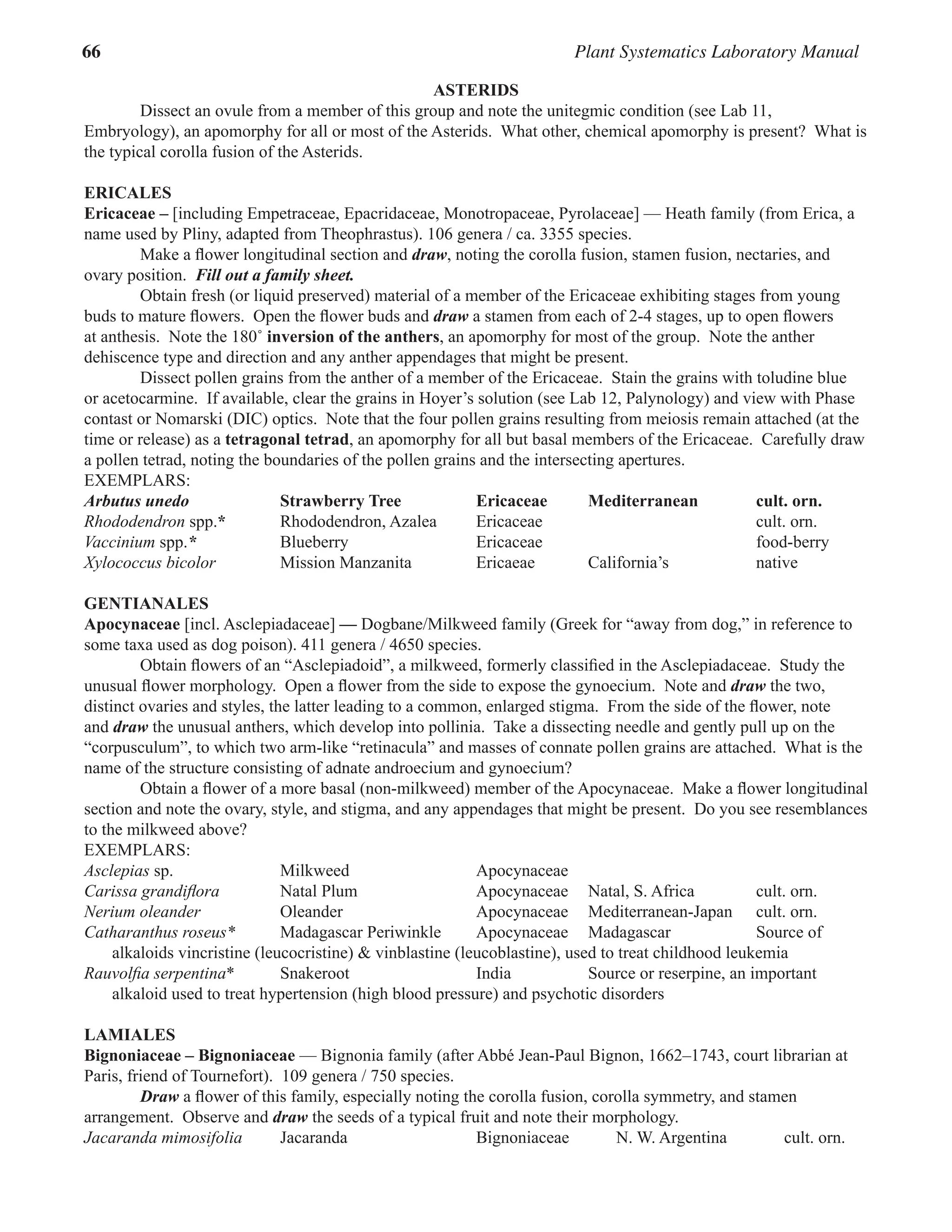 66 Plant Systematics Laboratory Manual
ASTERIDS
Dissect an ovule from a member of this group and note the unitegmic condition (see Lab 11,
Embryology), an apomorphy for all or most of the Asterids.  What other, chemical apomorphy is present?  What is
the typical corolla fusion of the Asterids.  
Ericales
Ericaceae – [including Empetraceae, Epacridaceae, Monotropaceae, Pyrolaceae] — Heath family (from Erica, a
name used by Pliny, adapted from Theophrastus). 106 genera / ca. 3355 species.
Make a flower longitudinal section and draw, noting the corolla fusion, stamen fusion, nectaries, and
ovary position.  Fill out a family sheet.  
Obtain fresh (or liquid preserved) material of a member of the Ericaceae exhibiting stages from young
buds to mature flowers.  Open the flower buds and draw a stamen from each of 2-4 stages, up to open flowers
at anthesis.  Note the 180˚ inversion of the anthers, an apomorphy for most of the group.  Note the anther
dehiscence type and direction and any anther appendages that might be present.  
Dissect pollen grains from the anther of a member of the Ericaceae.  Stain the grains with toludine blue
or acetocarmine.  If available, clear the grains in Hoyer’s solution (see Lab 12, Palynology) and view with Phase
contast or Nomarski (DIC) optics.  Note that the four pollen grains resulting from meiosis remain attached (at the
time or release) as a tetragonal tetrad, an apomorphy for all but basal members of the Ericaceae.  Carefully draw
a pollen tetrad, noting the boundaries of the pollen grains and the intersecting apertures.  
EXEMPLARS:
Arbutus unedo Strawberry Tree Ericaceae Mediterranean cult. orn.
Rhododendron spp.* Rhododendron, Azalea Ericaceae cult. orn.
Vaccinium spp.* Blueberry Ericaceae food-berry
Xylococcus bicolor Mission Manzanita Ericaeae California’s native
GENTIANALES
Apocynaceae [incl. Asclepiadaceae] — Dogbane/Milkweed family (Greek for “away from dog,” in reference to
some taxa used as dog poison). 411 genera / 4650 species.
Obtain flowers of an “Asclepiadoid”, a milkweed, formerly classified in the Asclepiadaceae.  Study the
unusual flower morphology.  Open a flower from the side to expose the gynoecium.  Note and draw the two,
distinct ovaries and styles, the latter leading to a common, enlarged stigma.  From the side of the flower, note
and draw the unusual anthers, which develop into pollinia.  Take a dissecting needle and gently pull up on the
“corpusculum”, to which two arm-like “retinacula” and masses of connate pollen grains are attached.  What is the
name of the structure consisting of adnate androecium and gynoecium?  
Obtain a flower of a more basal (non-milkweed) member of the Apocynaceae.  Make a flower longitudinal
section and note the ovary, style, and stigma, and any appendages that might be present.  Do you see resemblances
to the milkweed above?  
EXEMPLARS:
Asclepias sp. Milkweed Apocynaceae
Carissa grandiflora Natal Plum Apocynaceae Natal, S. Africa cult. orn.
Nerium oleander Oleander Apocynaceae Mediterranean-Japan cult. orn.
Catharanthus roseus* Madagascar Periwinkle Apocynaceae Madagascar Source of
alkaloids vincristine (leucocristine) & vinblastine (leucoblastine), used to treat childhood leukemia
Rauvolfia serpentina* Snakeroot India Source or reserpine, an important
alkaloid used to treat hypertension (high blood pressure) and psychotic disorders
LAMIALES
Bignoniaceae – Bignoniaceae — Bignonia family (after Abbé Jean-Paul Bignon, 1662–1743, court librarian at
Paris, friend of Tournefort).  109 genera / 750 species.
Draw a flower of this family, especially noting the corolla fusion, corolla symmetry, and stamen
arrangement.  Observe and draw the seeds of a typical fruit and note their morphology.  
Jacaranda mimosifolia Jacaranda Bignoniaceae N. W. Argentina   cult. orn.
 