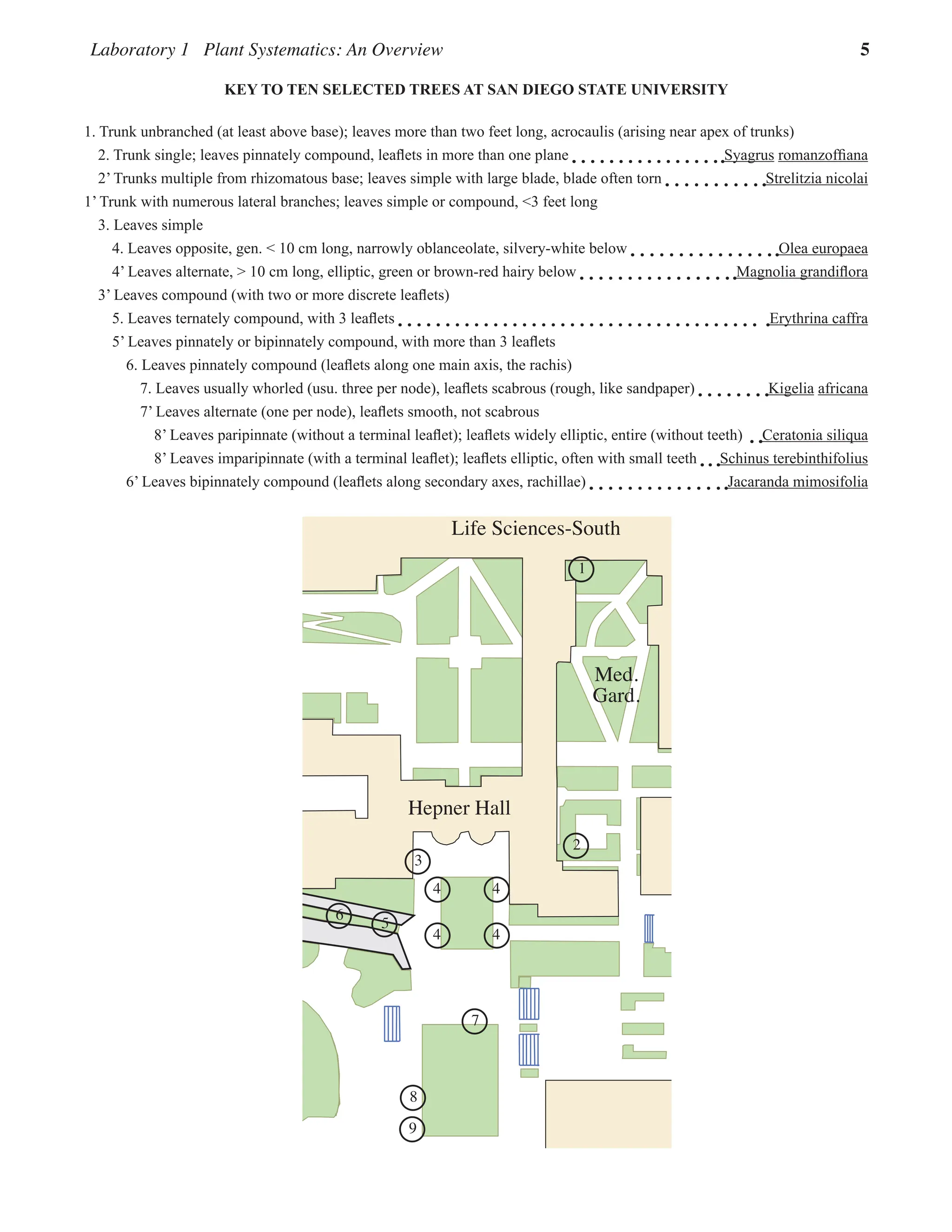 Laboratory 1 Plant Systematics: An Overview 5
SCRIPPS
TERRACE
AVENUE OF ARTS
Hepner Hall
Life Sciences-South
1
2
7
6
9
4
3
5
8
Med.
Gard.
4
4
4
KEY TO TEN SELECTED TREES AT SAN DIEGO STATE UNIVERSITY
1. Trunk unbranched (at least above base); leaves more than two feet long, acrocaulis (arising near apex of trunks)
2. Trunk single; leaves pinnately compound, leaflets in more than one plane Syagrus romanzoffiana
2’ Trunks multiple from rhizomatous base; leaves simple with large blade, blade often torn Strelitzia nicolai
1’ Trunk with numerous lateral branches; leaves simple or compound, <3 feet long
3. Leaves simple
4. Leaves opposite, gen. < 10 cm long, narrowly oblanceolate, silvery-white below Olea europaea
4’ Leaves alternate, > 10 cm long, elliptic, green or brown-red hairy below Magnolia grandiflora
3’ Leaves compound (with two or more discrete leaflets)
5. Leaves ternately compound, with 3 leaflets Erythrina caffra  
5’ Leaves pinnately or bipinnately compound, with more than 3 leaflets
6. Leaves pinnately compound (leaflets along one main axis, the rachis)
7. Leaves usually whorled (usu. three per node), leaflets scabrous (rough, like sandpaper) Kigelia africana
7’ Leaves alternate (one per node), leaflets smooth, not scabrous
8’ Leaves paripinnate (without a terminal leaflet); leaflets widely elliptic, entire (without teeth)   Ceratonia siliqua
8’ Leaves imparipinnate (with a terminal leaflet); leaflets elliptic, often with small teeth Schinus terebinthifolius
6’ Leaves bipinnately compound (leaflets along secondary axes, rachillae) Jacaranda mimosifolia
 
