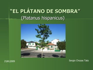 “ EL PLÁTANO DE SOMBRA” (Platanus hispanicus)   Sergio Chozas Tato 2�62009 