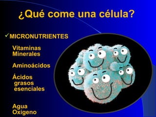 ¿Qué come una célula?
MICRONUTRIENTES

 Vitaminas
 Minerales
 Aminoácidos
 Ácidos
 grasos
 esenciales

 Agua
 Oxígeno
 