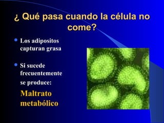 ¿ Qué pasa cuando la célula no
           come?
 Los adipositos
  capturan grasa

 Si sucede
  frecuentemente
  se produce:
  Maltrato
  metabólico
 