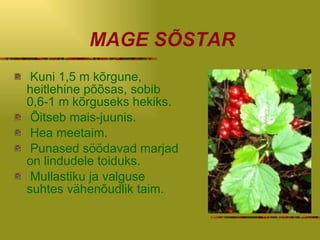 MAGE SÕSTAR Kuni 1,5 m kõrgune,  heitlehine põõsas,  sobib 0,6-1 m kõrguseks  hekiks. Õitseb mais-juunis . Hea meetaim . Punased söödavad marjad  on  lindudele toiduks . Mullastiku ja valguse suhtes vähenõudlik taim. 