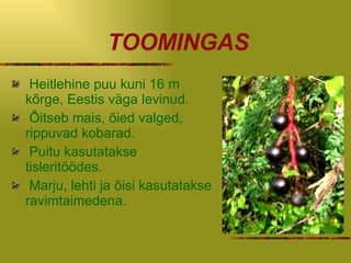 TOOMINGAS Heitlehine puu kuni 16 m kõrge, Eestis väga levinud. Õitseb mais, õied valged, rippuvad kobarad. Puitu kasutatakse tisleritöödes. Marju, lehti ja õisi kasutatakse ravimtaimedena. 