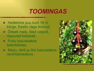 TOOMINGAS Heitlehine puu kuni 16 m kõrge, Eestis väga levinud. Õitseb mais, õied valged, rippuvad kobarad. Puitu kasutatakse tisleritöödes. Marju, lehti ja õisi kasutatakse ravimtaimedena. 