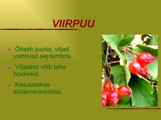VIIRPUU Õitseb juunis, viljad valmivad septembris. Viljadest võib teha hoidiseid. Kasutatakse südameravimites. 