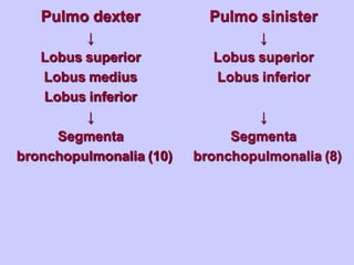 Pulmo dexter
↓
Lobus superior
Lobus medius
Lobus inferior
↓
Segmenta
bronchopulmonalia (10)
Pulmo sinister
↓
Lobus superior
Lobus inferior
↓
Segmenta
bronchopulmonalia (8)
 