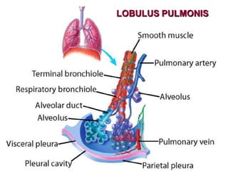 LOBULUS PULMONIS
 