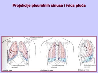 Projekcije pleuralnih sinusa i ivica pluća
 