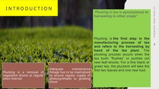 Plucking operation in the Tea Garden of Assam | PPTX