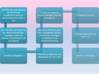 Os folículos necessitam
de hormonas
hipofisárias para se
desenvolverem (FSH e
LH)
Os folículos ,ao longo do
seu desenvolvimento ,
segregam cada vez
maiores quantidades de
estrogénio
Feedback Negativo
Redução progressiva da
libertação de LH e FSH
Apenas o folículo com
mais receptores dessas
hormonas consegue
completar o seu
desenvolvimento
O folículo maduro
produz elevado nível de
estrogénio
Feedback Positivo
Grande libertação de
FSH e LH
Ocorre a Ovulação
 