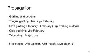 Propagation
• Grafting and budding
• Tongue grafting: January– February
• Cleft grafting : January– February (Top working method)
• Chip budding: Mid-February
• T- budding : May- June
• Rootstocks- Wild Apricot, Wild Peach, Myrobalan B
10
 