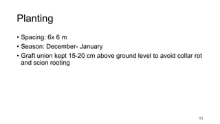 Planting
• Spacing: 6x 6 m
• Season: December- January
• Graft union kept 15-20 cm above ground level to avoid collar rot
and scion rooting
11
 