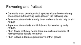 Flowering and fruitset
• Generally most deciduous fruit species initiate flowers during
one season but blooming takes place in the following year
• European plum- starts in early June and ends in mid July to mid
August
• Japanese plum- starts in mid July and terminates by early
August.
• Plum flower profusely hence there are sufficient number of
hermaphrodite flowers to set fruit
• Plum follows a double sigmoid curve of fruit growth
14
 