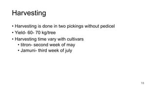 Harvesting
• Harvesting is done in two pickings without pedicel
• Yield- 60- 70 kg/tree
• Harvesting time vary with cultivars
• titron- second week of may
• Jamuni- third week of july
18
 