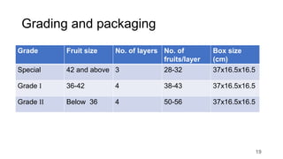 Grading and packaging
Grade Fruit size No. of layers No. of
fruits/layer
Box size
(cm)
Special 42 and above 3 28-32 37x16.5x16.5
Grade I 36-42 4 38-43 37x16.5x16.5
Grade II Below 36 4 50-56 37x16.5x16.5
19
 
