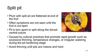 Split pit
• Plum with split pit are flattened at end of
the fruit
• Often symptoms are not seen until the
fruit is cut open
• Pit is torn apart or split along the dorsal-
ventral suture
• Caused by cultural practices that promote rapid growth such as
excessive thinning, temperature changes, or irregular watering
during the pit hardening stage
• Avoid thinning until pits are mature and hard
23
 