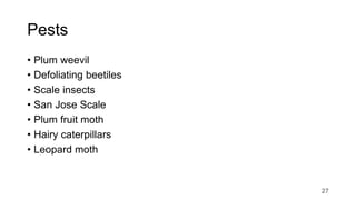 Pests
• Plum weevil
• Defoliating beetiles
• Scale insects
• San Jose Scale
• Plum fruit moth
• Hairy caterpillars
• Leopard moth
27
 