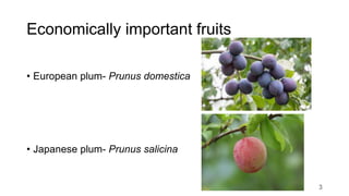 Economically important fruits
• European plum- Prunus domestica
• Japanese plum- Prunus salicina
3
 