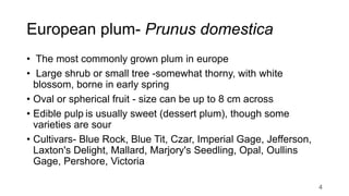 European plum- Prunus domestica
• The most commonly grown plum in europe
• Large shrub or small tree -somewhat thorny, with white
blossom, borne in early spring
• Oval or spherical fruit - size can be up to 8 cm across
• Edible pulp is usually sweet (dessert plum), though some
varieties are sour
• Cultivars- Blue Rock, Blue Tit, Czar, Imperial Gage, Jefferson,
Laxton's Delight, Mallard, Marjory's Seedling, Opal, Oullins
Gage, Pershore, Victoria
4
 
