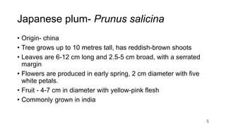 Japanese plum- Prunus salicina
• Origin- china
• Tree grows up to 10 metres tall, has reddish-brown shoots
• Leaves are 6-12 cm long and 2.5-5 cm broad, with a serrated
margin
• Flowers are produced in early spring, 2 cm diameter with five
white petals.
• Fruit - 4-7 cm in diameter with yellow-pink flesh
• Commonly grown in india
5
 