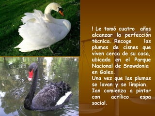 ! Le tomó cuatro  años alcanzar la perfección técnica. Recoge las plumas de cisnes que viven cerca de su casa, ubicada en el Parque Nacional de Snowdonia  en Gales. Una vez que las plumas se lavan y se limpian.  Ian comienza a pintar con acrílico espa social. 