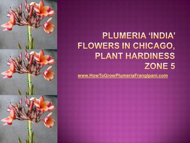 Plumeria ‘India’ Flowers In Chicago, Plant Hardiness Zone 5