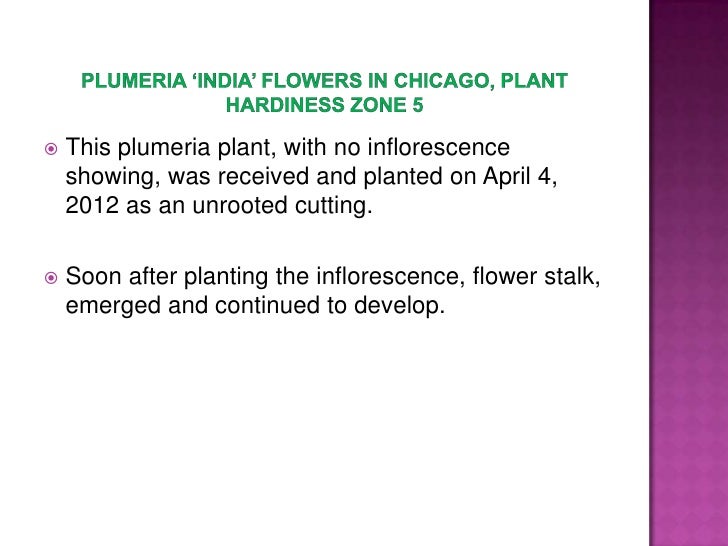 Plumeria ‘India’ Flowers In Chicago, Plant Hardiness Zone 5