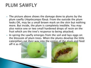 Plum insects A Lecture To ToT trainees ( FFS) By Mr. Allah Dad Khan ...