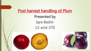Post harvest handling of Plum
Presented by
Iqra Bashir
12-arid-370
 