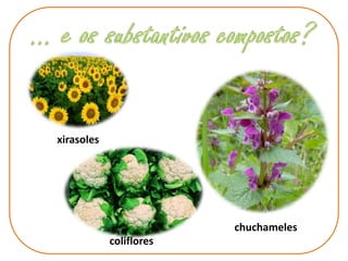 xirasoles
chuchameles
coliflores
 