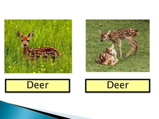 Plural nouns | PPTX