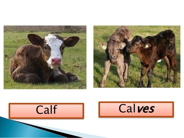 Plural Nouns