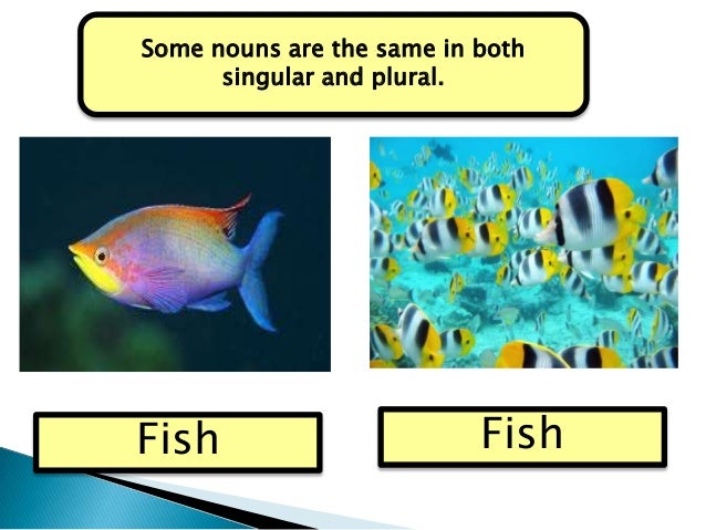 Plural nouns