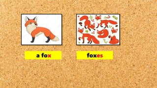 a fox foxes
 