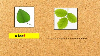 a leaf
 