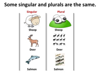 Some singular and plurals are the same.
Sheep
Deer
Salmon
Sheep
Deer
Salmon
Singular Plural
 