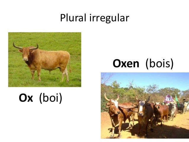 Plural of nouns powerpoint comun