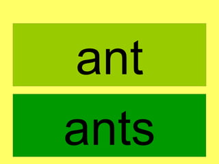 ant ants 