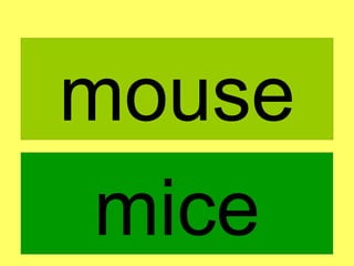 mouse mice 