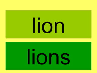 lion lions 