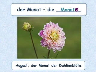 der Monat – die ________Monate
August, der Monat der Dahlienblüte
 