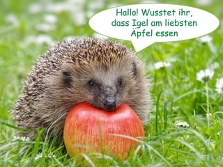 das Tuch – die _______Tücher
 